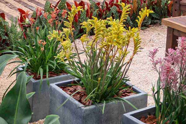 Anigozanthos ou Pata de Canguru