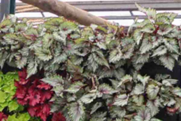 Begonia Beleaf variada