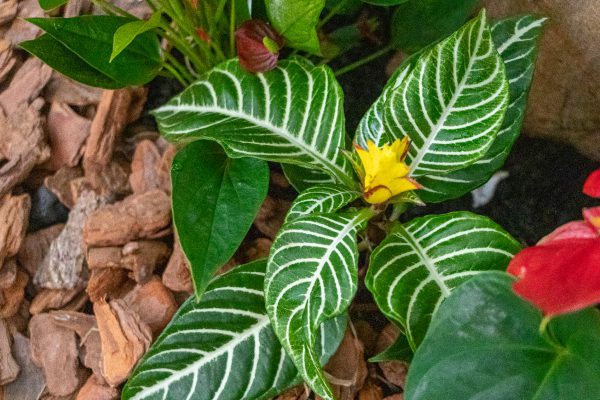 Aphelandra squarrosa