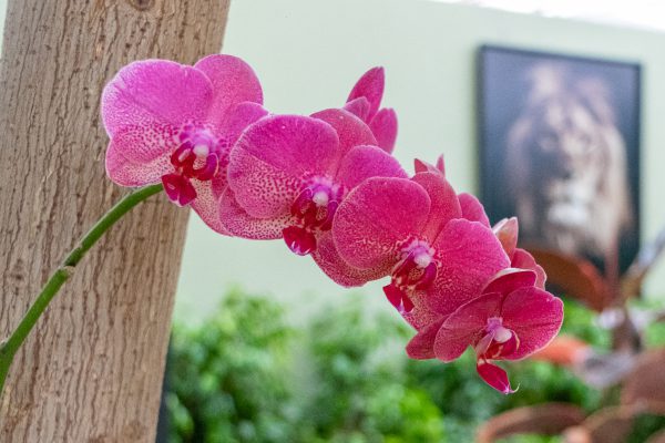 Phalaenopsis amabilis